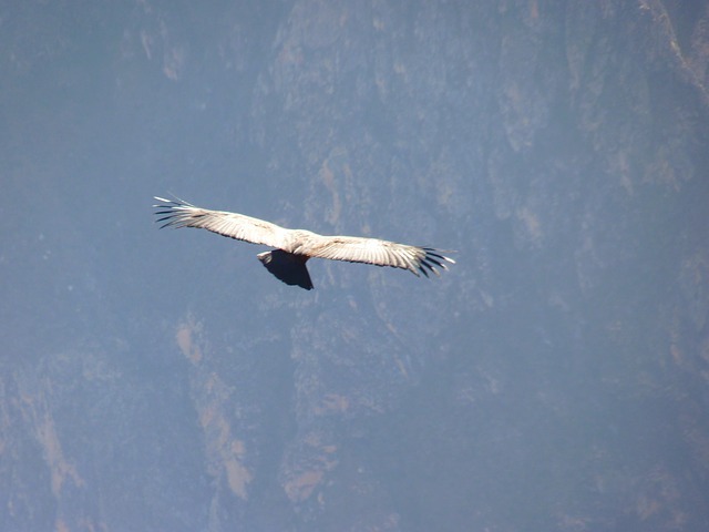 Andean Condor in flight