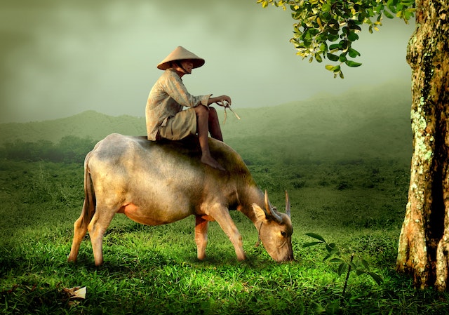 Chinese man riding a yak